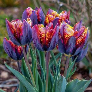 Тюльпан Опал Дрим купить по цене от 207р. в интернет-магазине «Посадика» с доставкой почтой в в Звенигороде и по всей России – [изображение №1].