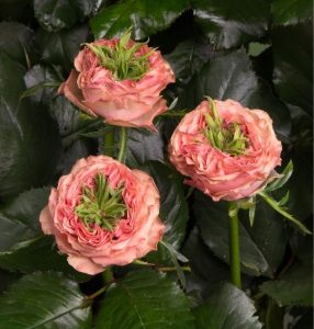 Роза Амбер Инчант купить по цене от 495р. в интернет-магазине «Посадика» с доставкой почтой в в Звенигороде и по всей России – [изображение №1].