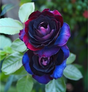 Роза Скарлет Рэвери купить по цене от 489р. в интернет-магазине «Посадика» с доставкой почтой в в Звенигороде и по всей России – [изображение №1].