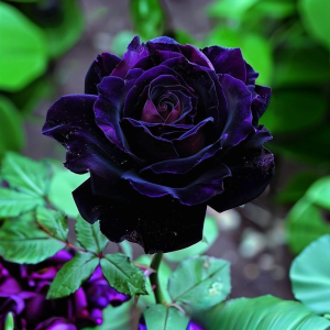 Роза Блэк Пантер купить по цене от 319р. в интернет-магазине «Посадика» с доставкой почтой в в Звенигороде и по всей России – [изображение №1].