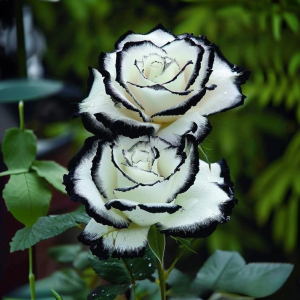 Роза Силк Ивин купить по цене от 319р. в интернет-магазине «Посадика» с доставкой почтой в в Звенигороде и по всей России – [изображение №1].