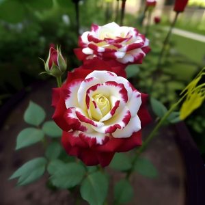 Роза Роял Глом купить по цене от 401р. в интернет-магазине «Посадика» с доставкой почтой в в Звенигороде и по всей России – [изображение №1].