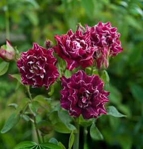 Роза Опаловый Пейзаж купить по цене от 490р. в интернет-магазине «Посадика» с доставкой почтой в в Звенигороде и по всей России – [изображение №1].