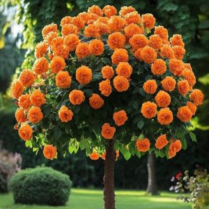 Роза Солнечный Шарм купить по цене от 349р. в интернет-магазине «Посадика» с доставкой почтой в в Звенигороде и по всей России – [изображение №1].