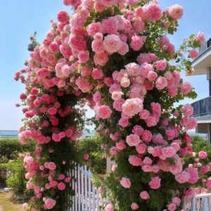 Роза Пастель Розе купить по цене от 605р. в интернет-магазине «Посадика» с доставкой почтой в в Звенигороде и по всей России – [изображение №1].