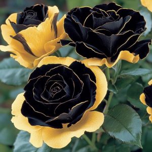 Роза Ханни Сикл купить по цене от 700р. в интернет-магазине «Посадика» с доставкой почтой в в Звенигороде и по всей России – [изображение №1].