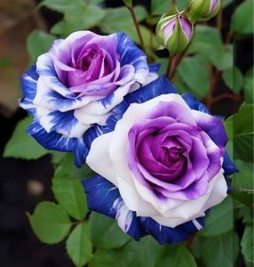 Роза Айвори Каскад купить по цене от 420р. в интернет-магазине «Посадика» с доставкой почтой в в Звенигороде и по всей России – [изображение №1].