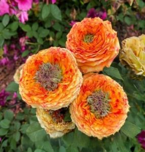 Роза Золотой Мираж купить по цене от 420р. в интернет-магазине «Посадика» с доставкой почтой в в Звенигороде и по всей России – [изображение №1].