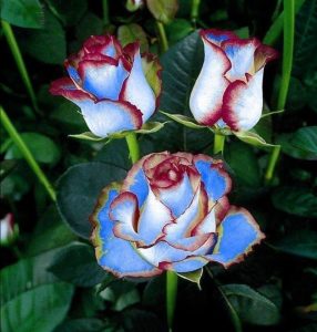 Роза Сафайер Пэтл купить по цене от 450р. в интернет-магазине «Посадика» с доставкой почтой в в Звенигороде и по всей России – [изображение №1].