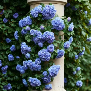 Роза плетистая Блю Перпл купить по цене от 540р. в интернет-магазине «Посадика» с доставкой почтой в в Звенигороде и по всей России – [изображение №1].